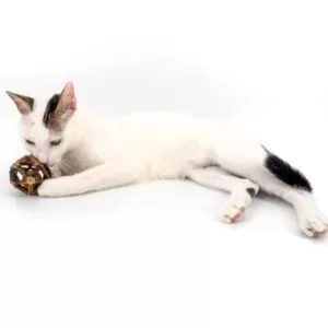 Kedi Catnipli Matatabi Oyun Topu